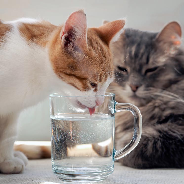 Mi gato bebe poca agua, ¿es un problema? 