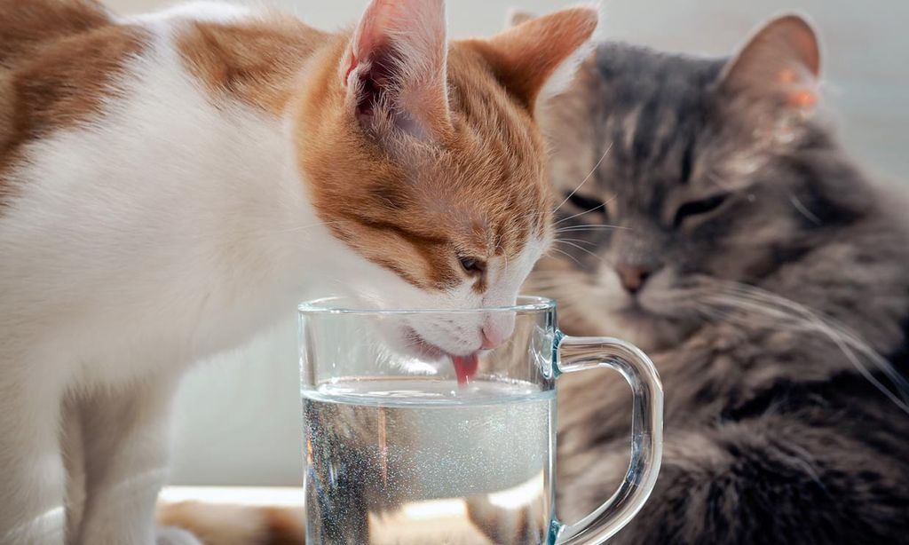Mi gato bebe poca agua, ¿es un problema?