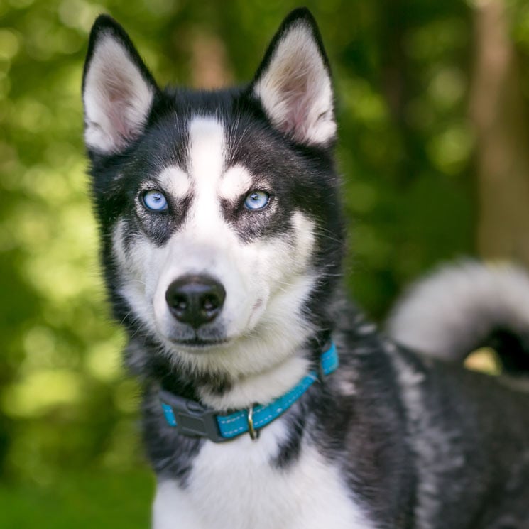 ¿Es mejor elegir un collar o un arnés para nuestro perro?