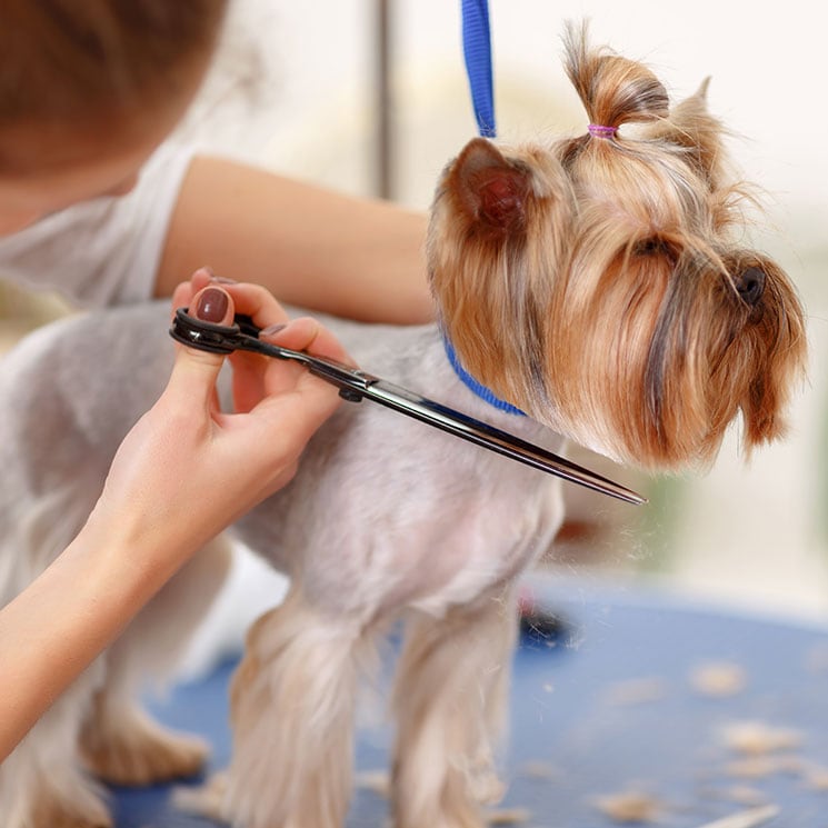 Te contamos si tienes que cortarle el pelo a tu perro para que pase menos calor 