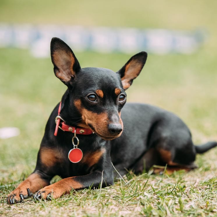 Pinscher miniatura, un perro valiente y muy activo
