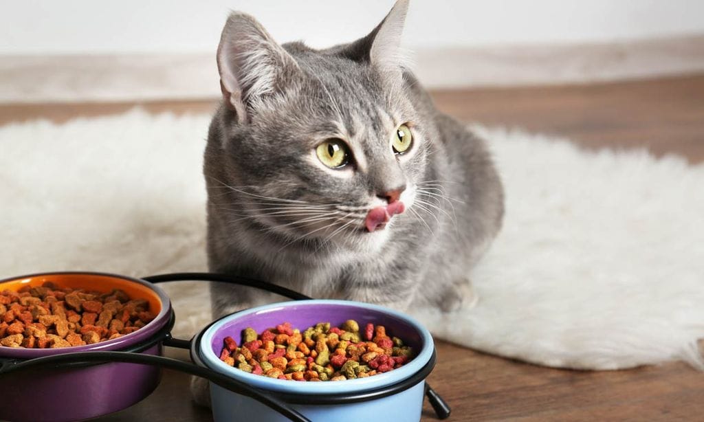 ¿Por qué los gatos necesitan una dieta alta en proteínas?