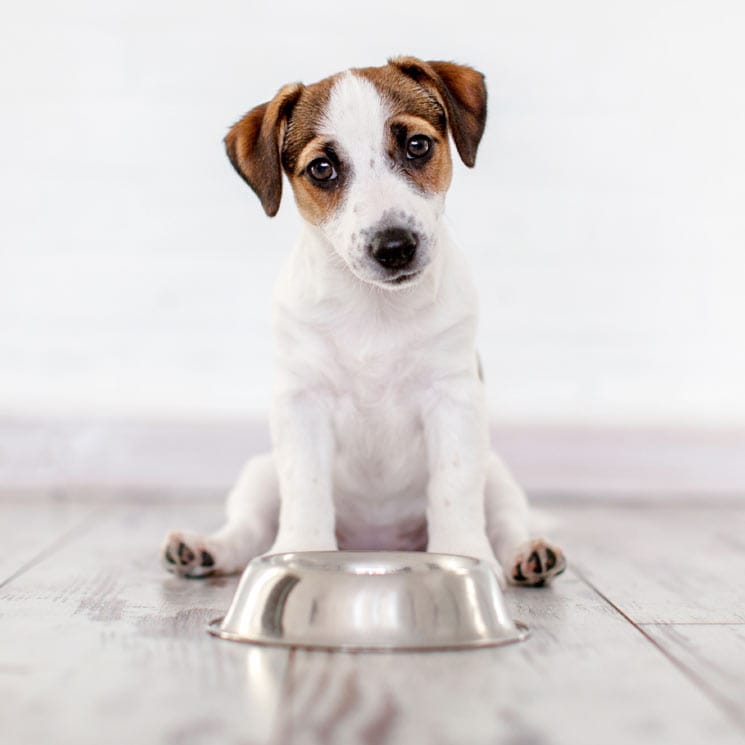 ¿Cómo debe ser la alimentación de tu cachorro?