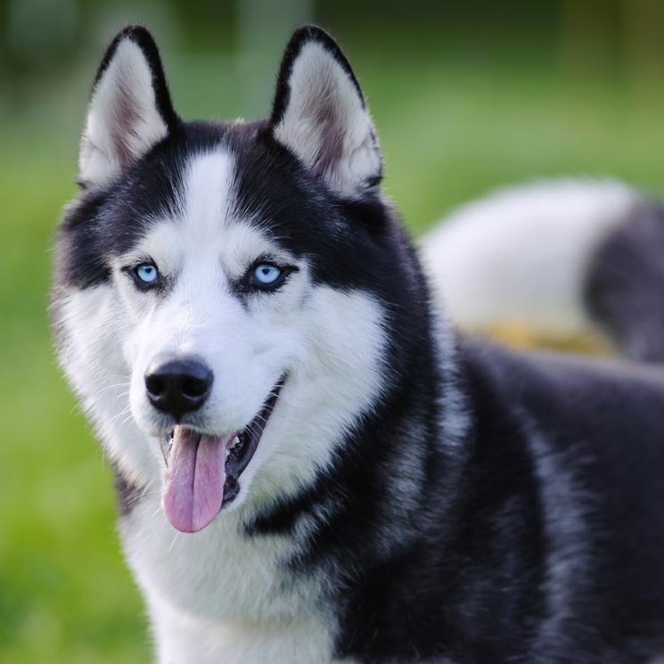 ¿Por qué hay razas de perro que tienen los ojos azules?