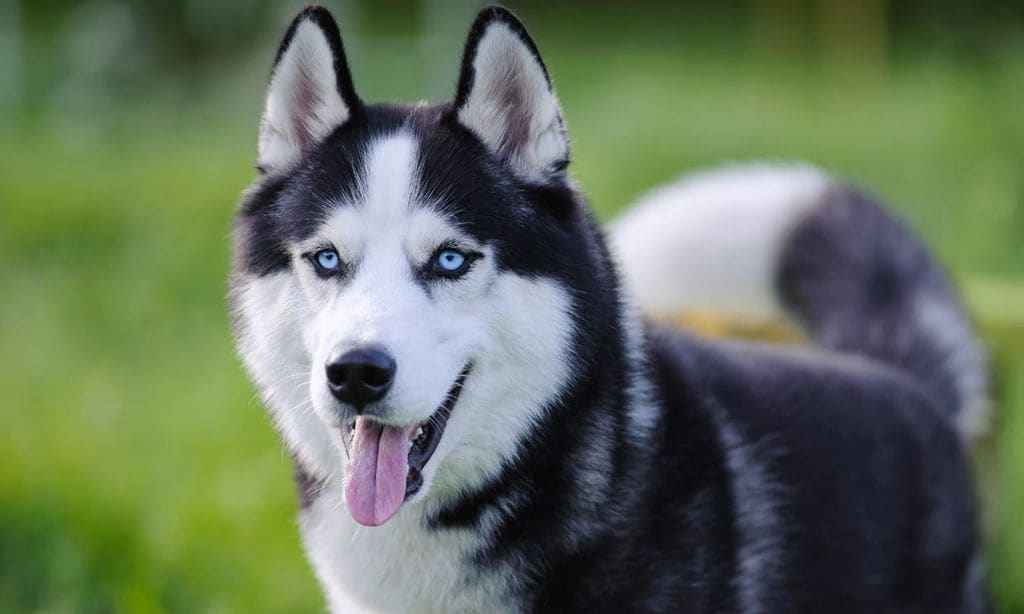 ¿Por qué hay razas de perro que tienen los ojos azules?