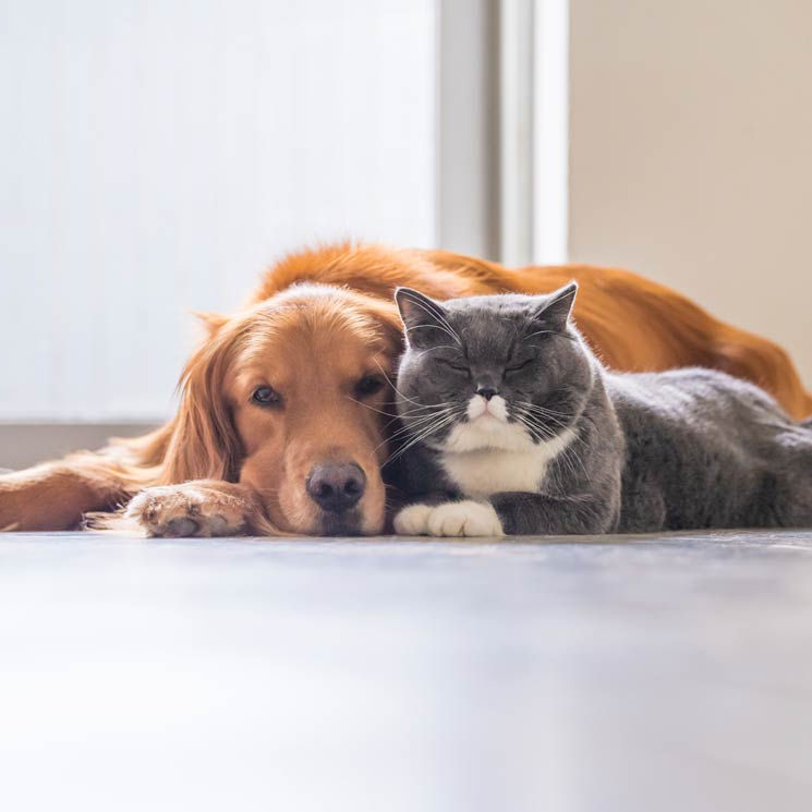 Los síntomas y tratamientos para problemas de tiroides en perros y gatos