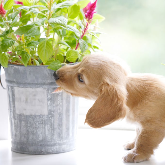 Plantas que puedes tener en casa sin riesgo para tu mascota