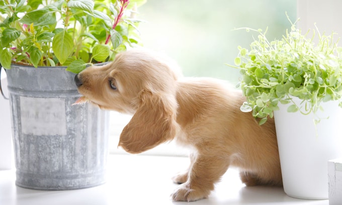 perro oliendo una planta