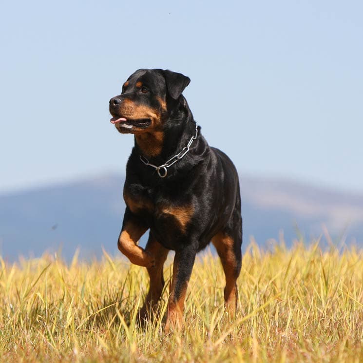 ¿Qué hacer si a mi perro se le clava una espiga?