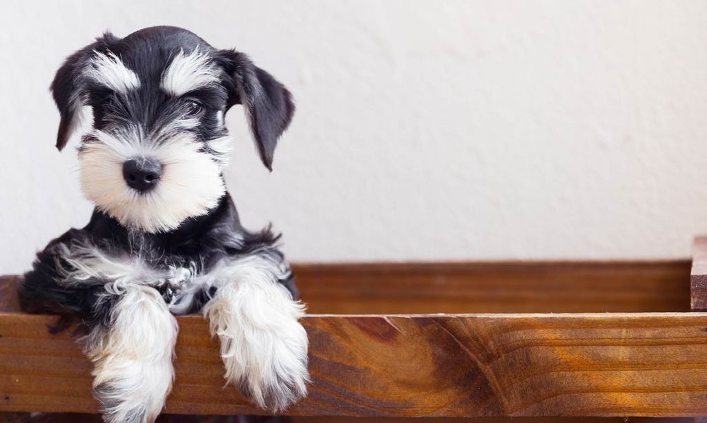 ¿Quieres saber cuáles son las 8 mejores razas de perro para jubilados?