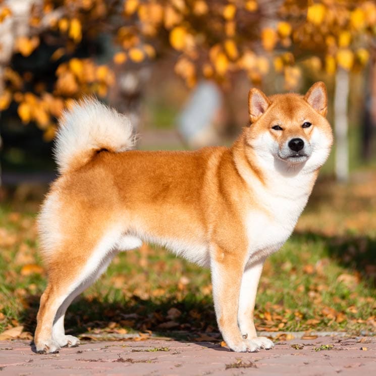 ¿Qué sabes sobre el shiba inu, una raza perro de origen japonés?