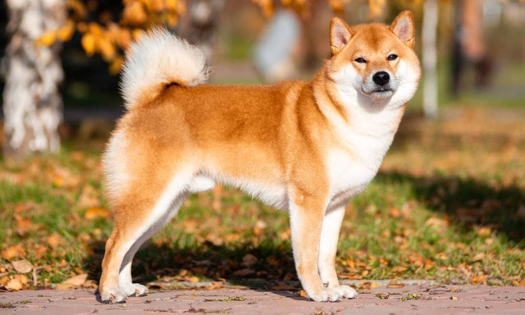 ¿Qué sabes sobre el shiba inu, una raza perro de origen japonés?