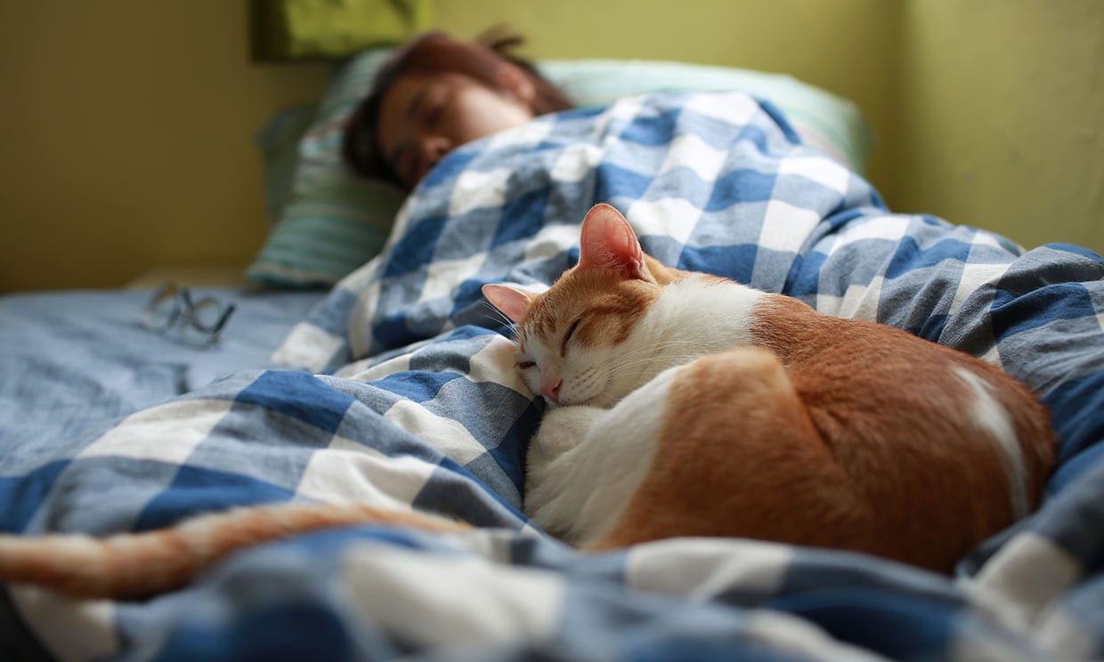 Gatos en la cama: riesgos para la salud
