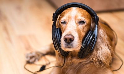 Música para perros, estos son sus efectos