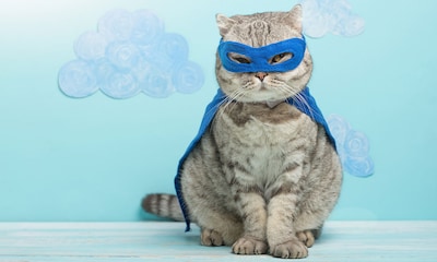 Si los gatos fueran superhéroes, estos serían sus dones