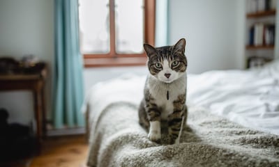 Motivos por los que tu gato se orina en tu cama