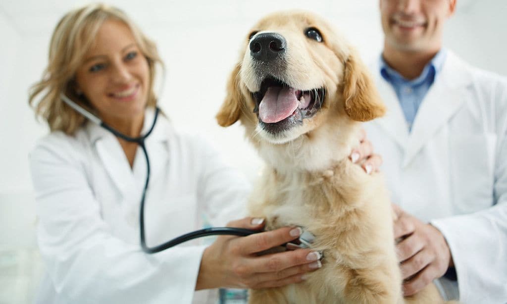 Puntos débiles en la salud canina según su raza
