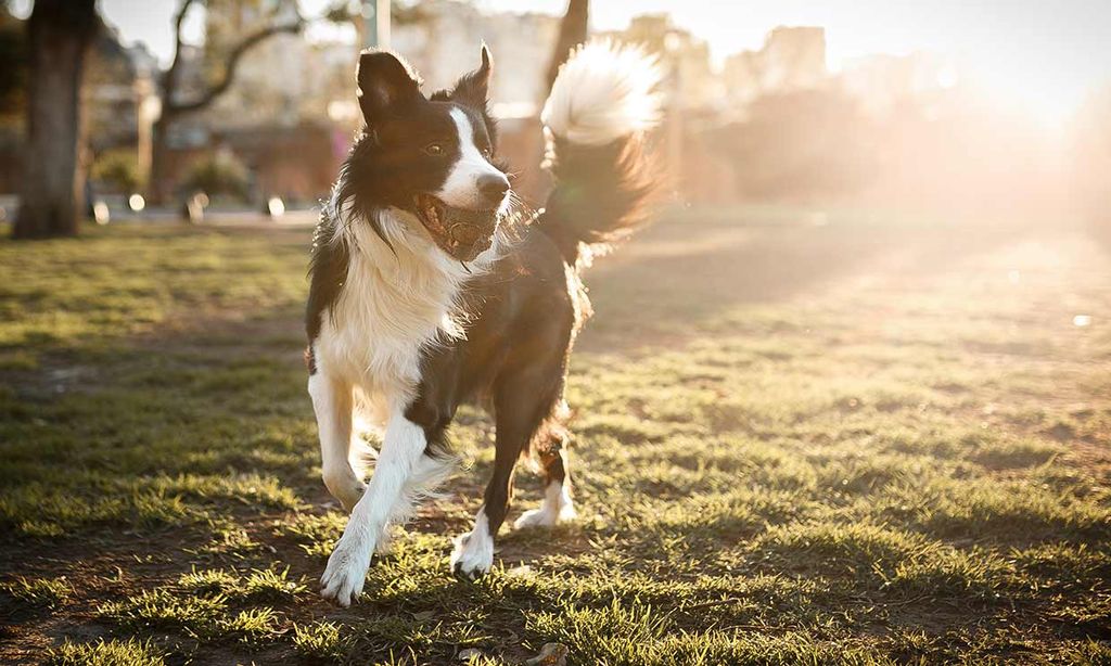 ¿Buscas un perro guardián? Estas son las razas recomendadas