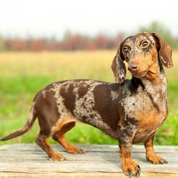 Deber perfume especificación Razas de perro: El teckel arlequín, un divertido cazador que prefiere el  juego y el cariño - Foto 1