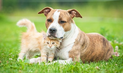 Perros vs. gatos, varios estudios miden la inteligencia de ambos