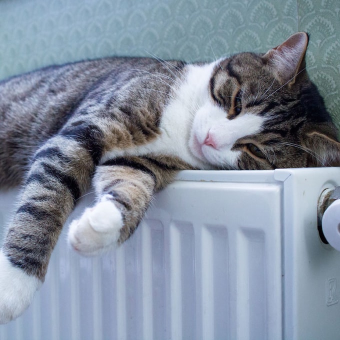 Las razones por las que tu gato busca siempre el calor