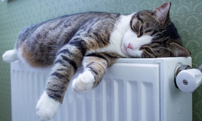 Las razones por las que tu gato busca siempre el calor