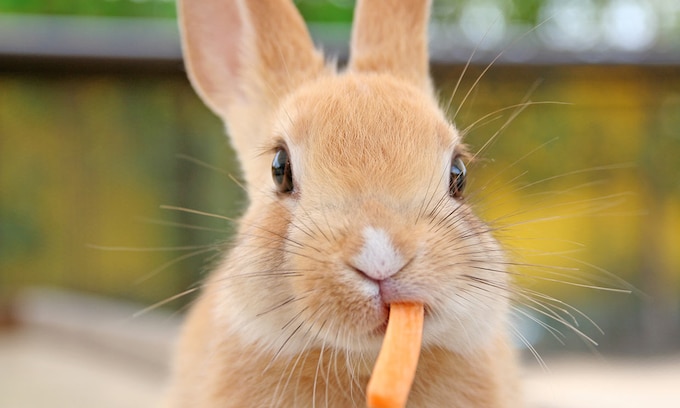 Si tu conejo deja de comer revisa estos motivos