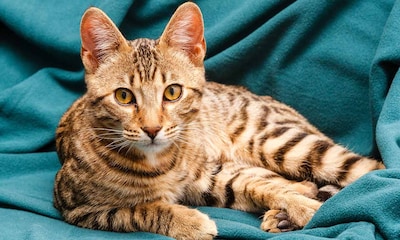 Gato bengalí, el 'leopardo' doméstico