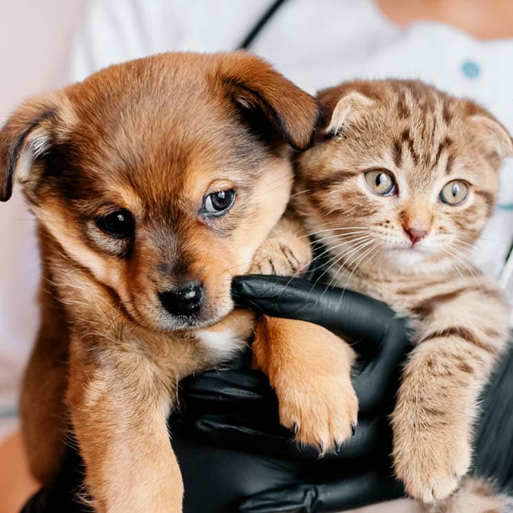 ¿Qué puedes averiguar en una revisión con el veterinario de tu perro o gato? 