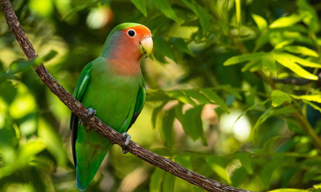 Estos son los animales prohibidos como mascotas en España