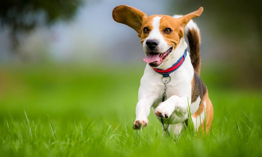¿Por qué mi perro se muestra más inquieto de lo normal?