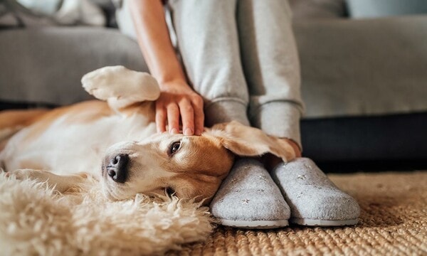 Acariciar mascotas reduce el estrés según un estudio
