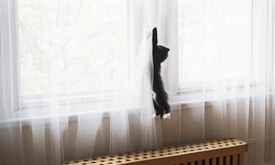 ¿Por qué a mi gato le gusta trepar por las cortinas?