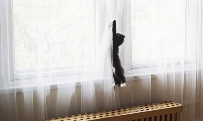 gato-cortina
