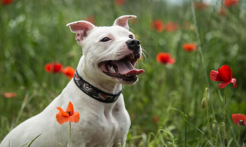 Staffordshire bull terrier