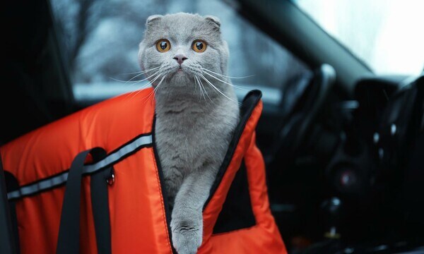 Ayuda a tu gato viaje tranquilo en coche