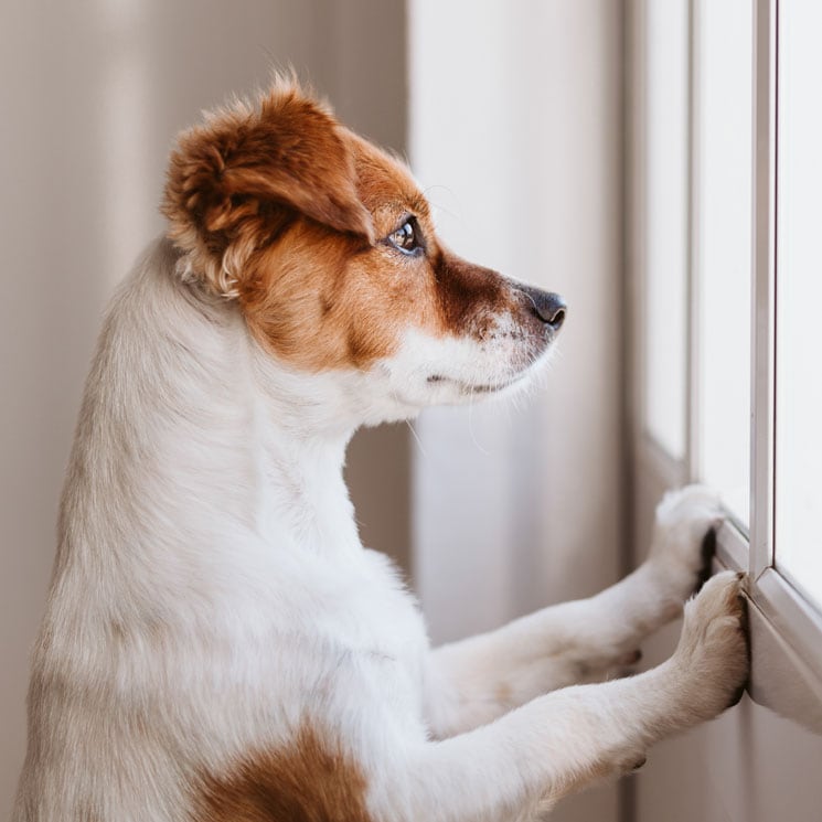 ¿Hay una habitación o lugar más seguro cuando tu perro se queda solo en casa?