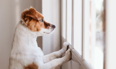 ¿Hay una habitación o lugar más seguro cuando tu perro se queda solo en casa?