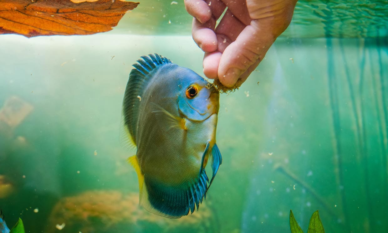 Un pez en su acuario alimentado por la mano de un hombre