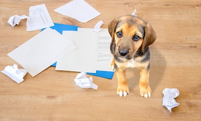 Tu seguro del hogar podría indemnizarte por las roturas que provoque tu perro