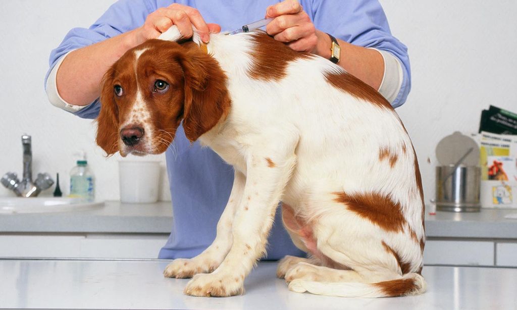 Ayuda a tu perro a no temer ir al veterinario