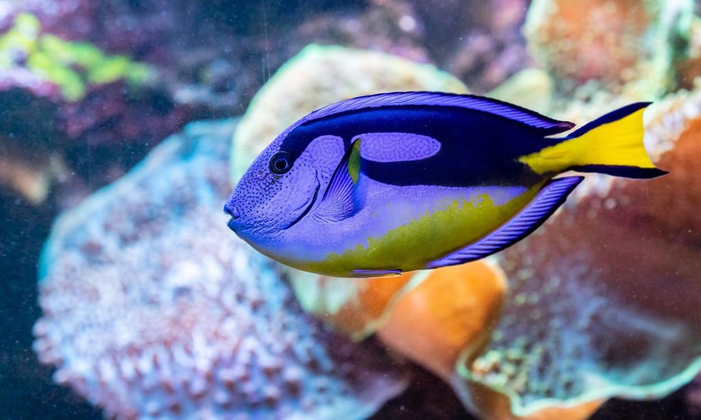 Los peces sí tienen memoria, y te recuerdan