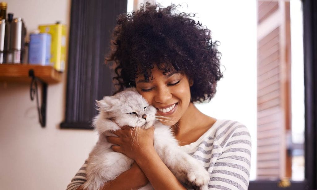 ¡Hasta 20 años pueden vivir! Estas son las razas de gato más longevas