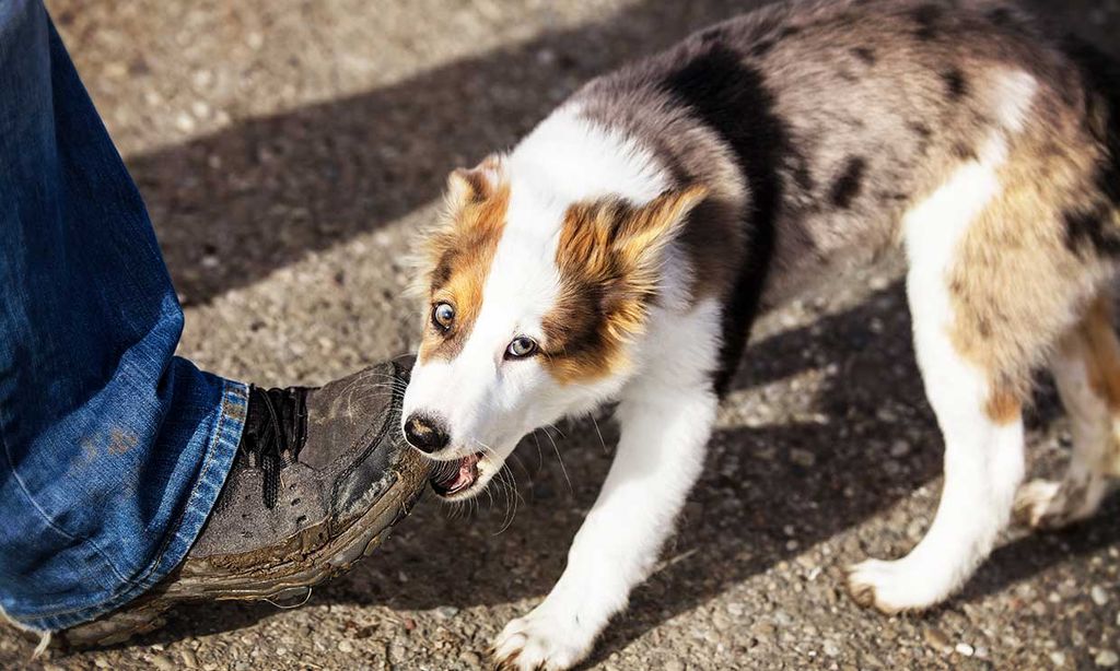 Consejos para que tu cachorro deje de morderte