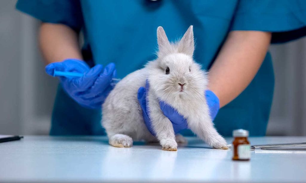 Vacunación de conejos: no olvides que es obligatorio y puede salvarle la vida