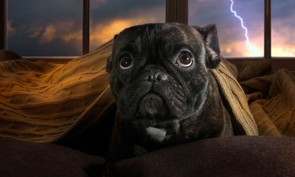 Cómo calmar a un perro con miedo a los petardos en Navidad