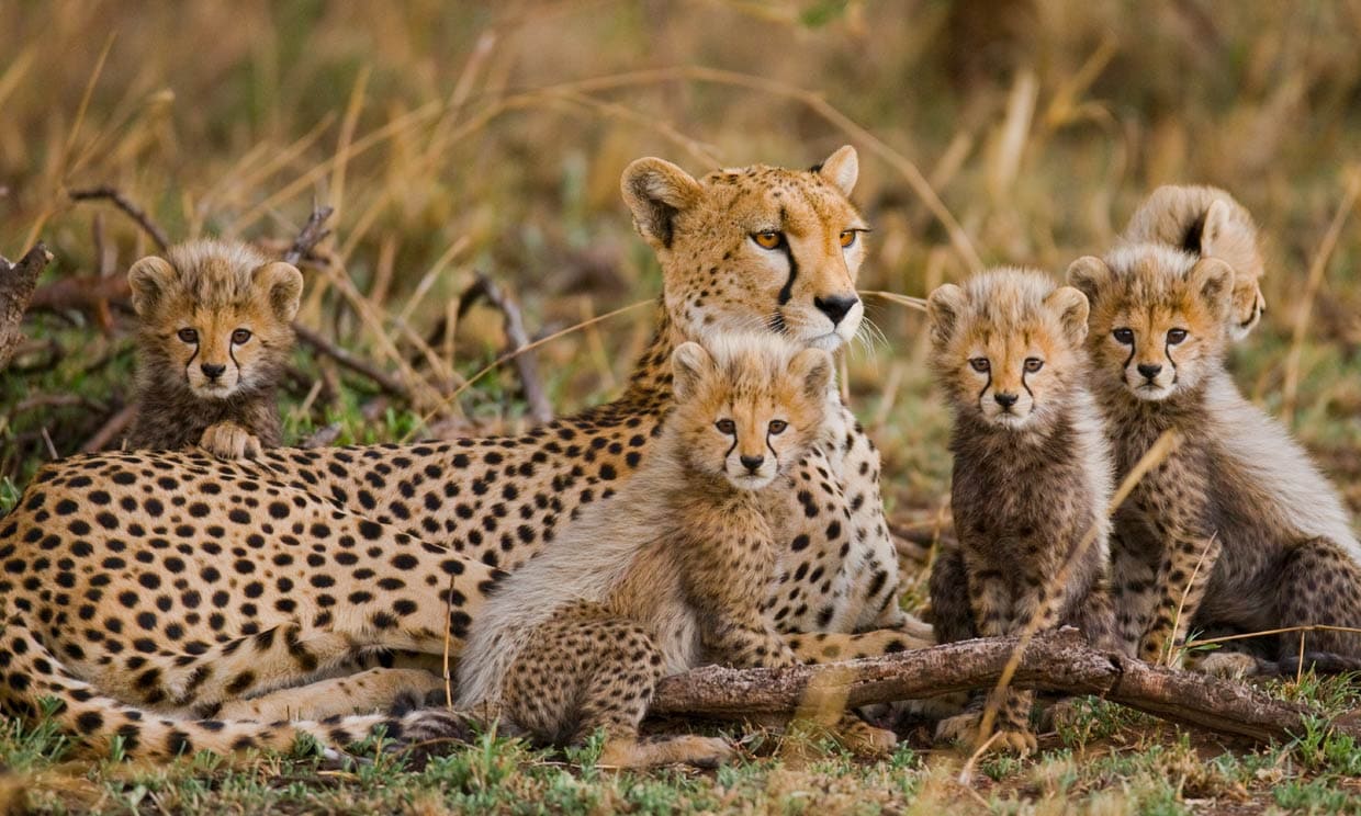 Familia de guepardos: madre y crías