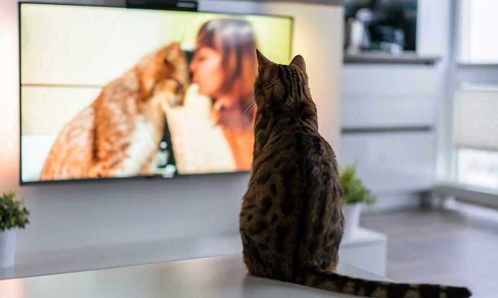 ¿Las mascotas ven lo mismo que nosotros cuando ven la televisión?