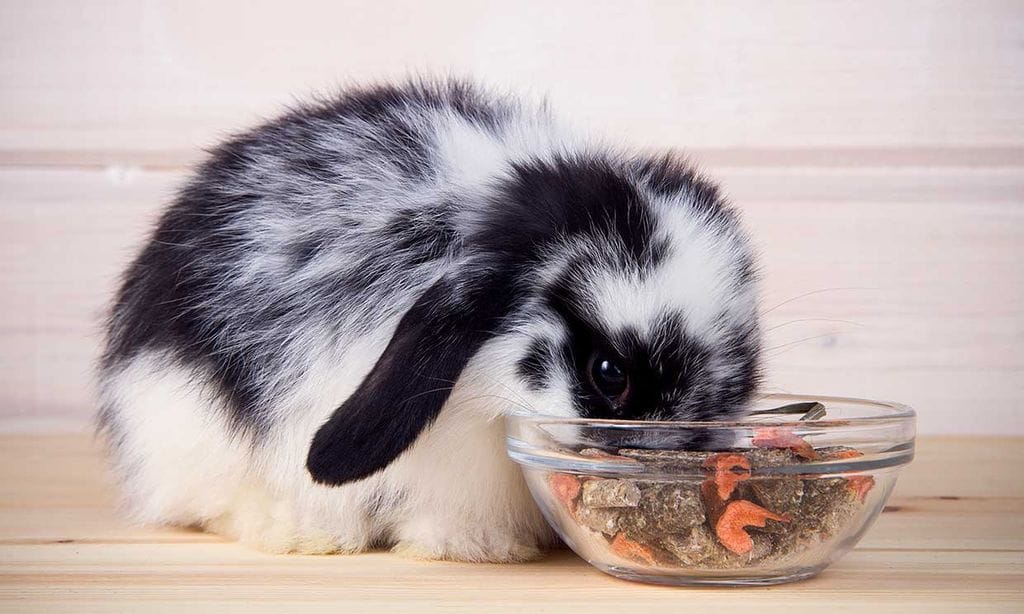 Cuidado con los alimentos tóxicos para conejos