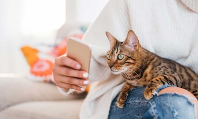 Una app puede detectar si tu gato está sufriendo dolor